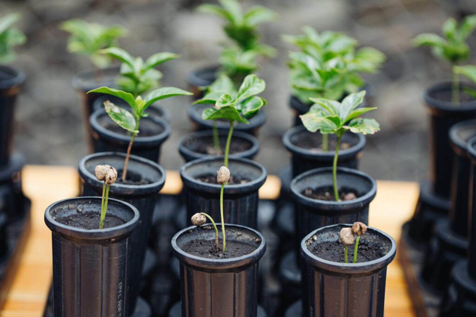 Imagen principal del artículo: Starbucks llega a 100 millones de árboles de café donados a agricultores para apoyar el futuro del café