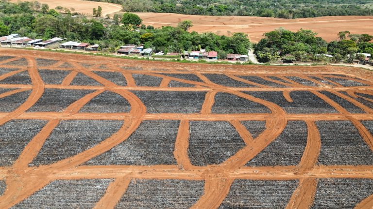 Ambientalistas denuncian quema de cientos de hectáreas de rastrojos de piña en Buenos Aires de Puntarenas