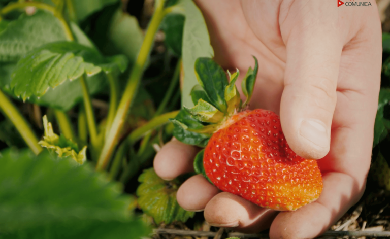 Hongo emergente amenaza producción de fresa en el país