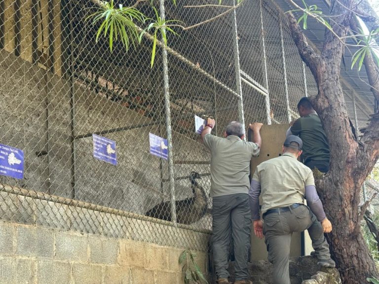 Minae decomisa emús en finca turística de Montezuma por tenencia ilegal