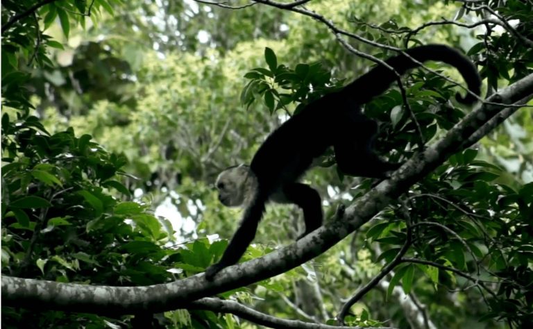 UNA señala aumento de riesgos sanitarios vinculados a enfermedades zoonóticas