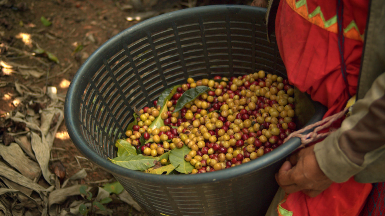 Imagen principal del artículo: TEC y CoopeTarrazú crean solución biológica a plaga que afecta la producción nacional de café