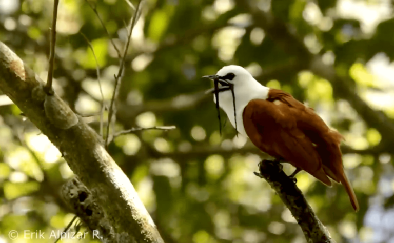Estudio de la UNA sobre el canto del pájaro campana brinda hallazgos para su protección y del ecosistema