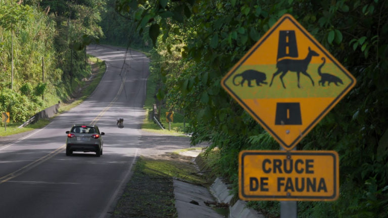 Sala IV: MOPT desobedece sentencia que obliga a construir pasos de fauna en la ruta 32