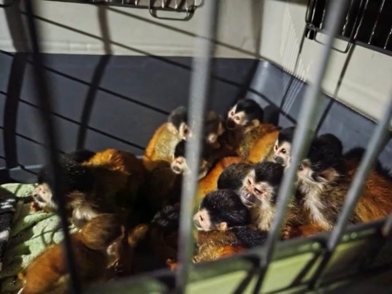 Más de mil animales silvestres se trafican de manera ilegal al año en Costa Rica