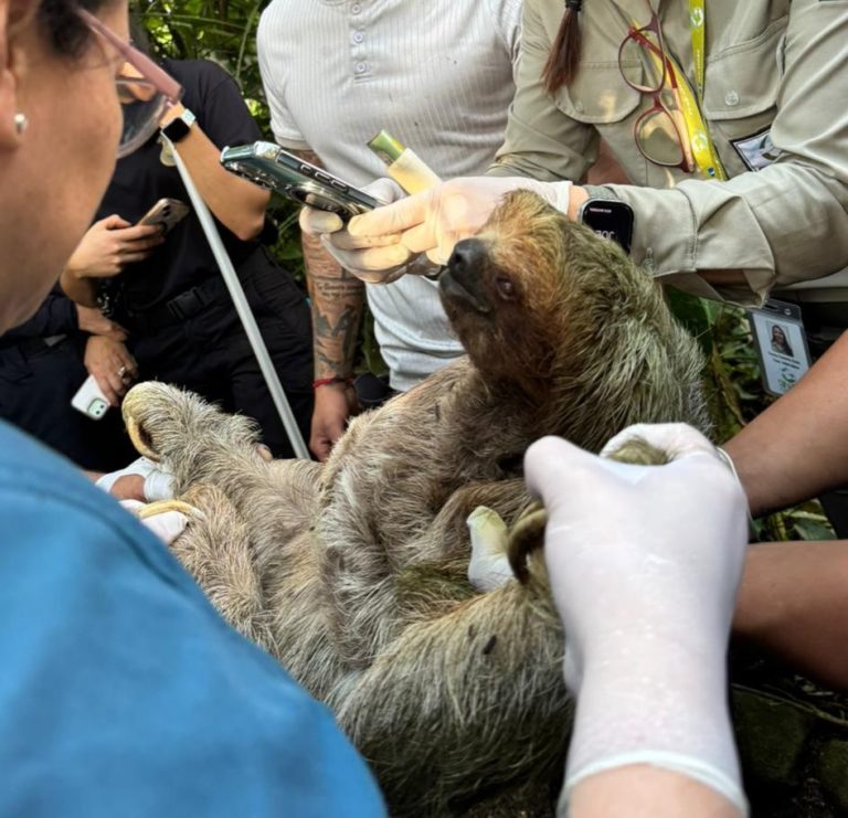 Fiscalía allana centros turísticos en Upala por aparente trasiego y comercio de vida silvestre