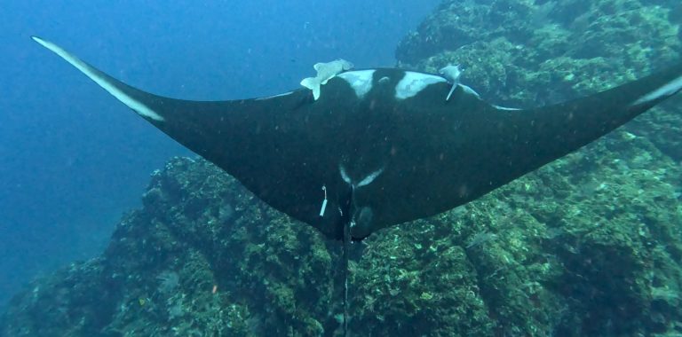 Estudio internacional analiza corredor marino entre Isla del Coco y la Península de Osa