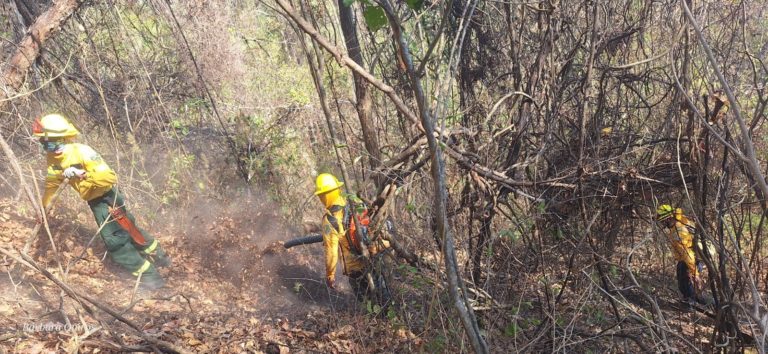 Minae atiende incendio en Isla Venado