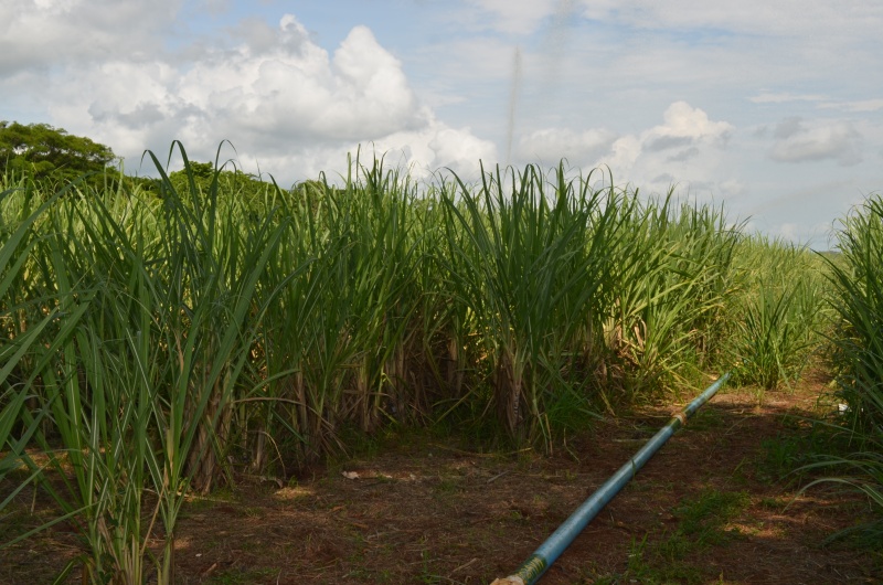 Imagen principal del artículo: Gobierno declara emergencia fitosanitaria por plaga que afecta cultivos de caña en Pérez Zeledón y Buenos Aires
