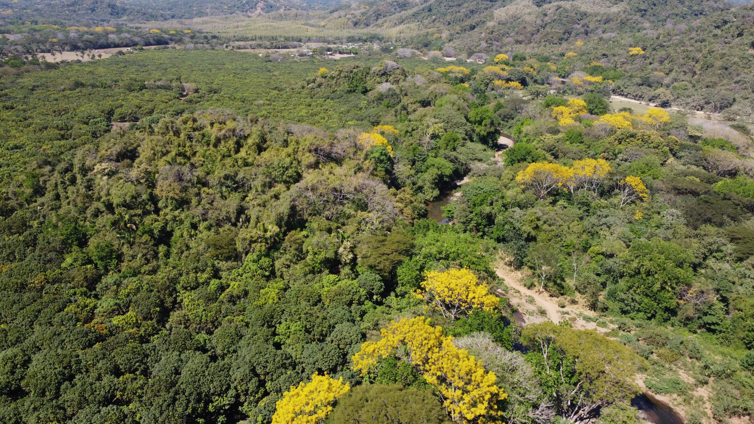 Imagen principal del artículo: Nosara impulsa corredor biológico basado 100% en acuerdos voluntarios de propietarios privados