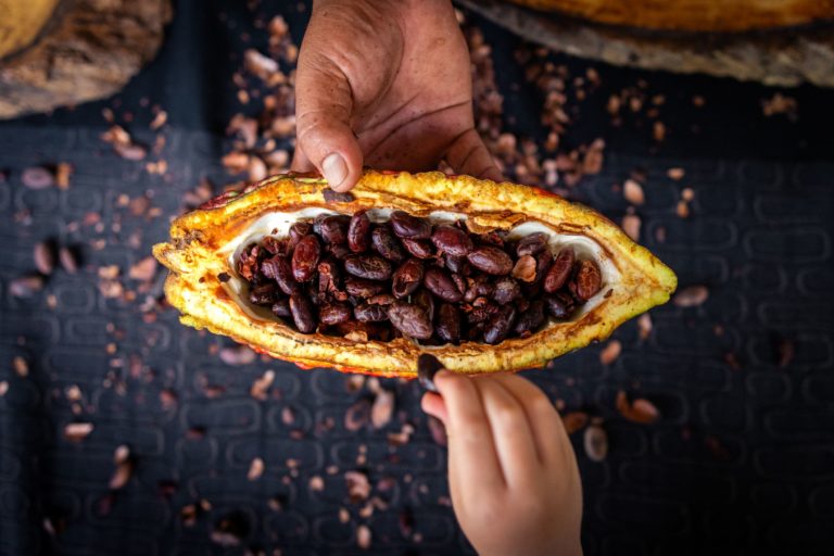 La cuna del cacao del mundo