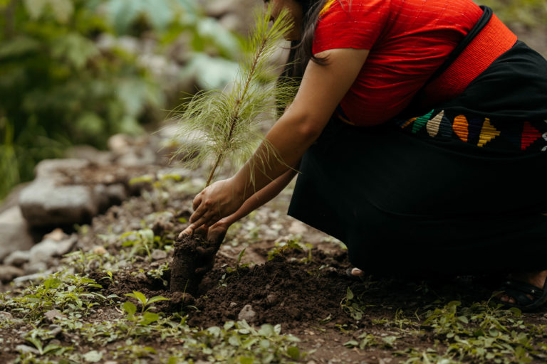 Abren convocatoria para donativos ambientales Ford 2026