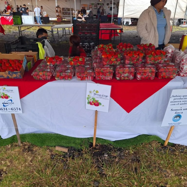 "Feria de las Fresas" reunirá a productores y visitantes en Varablanca del 30 de abril al 3 de mayo