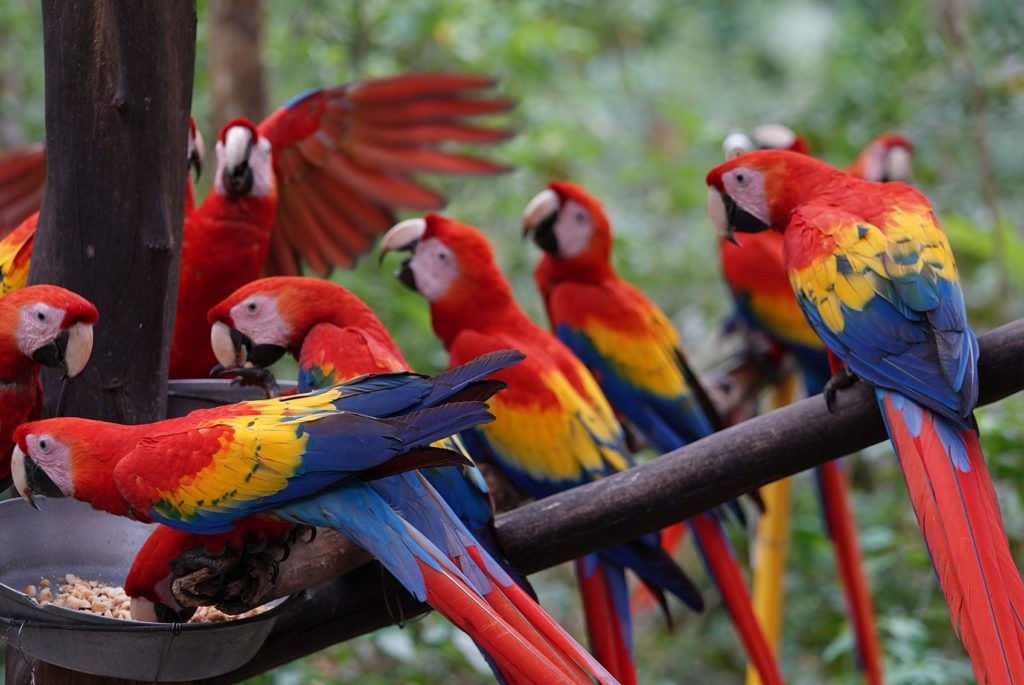 Minae impulsa reforma que permitiría tenencia de aves exóticas adquiridas antes de 2017