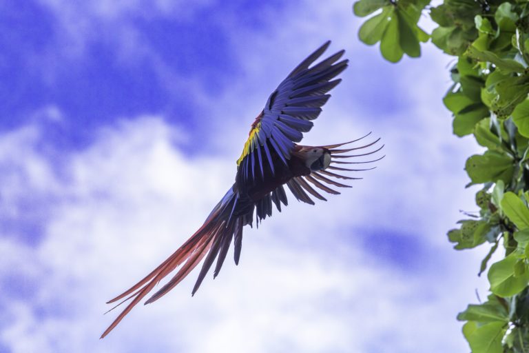 Punta Leona se opone a iniciativa del Minae para legalizar cautiverio de las lapas