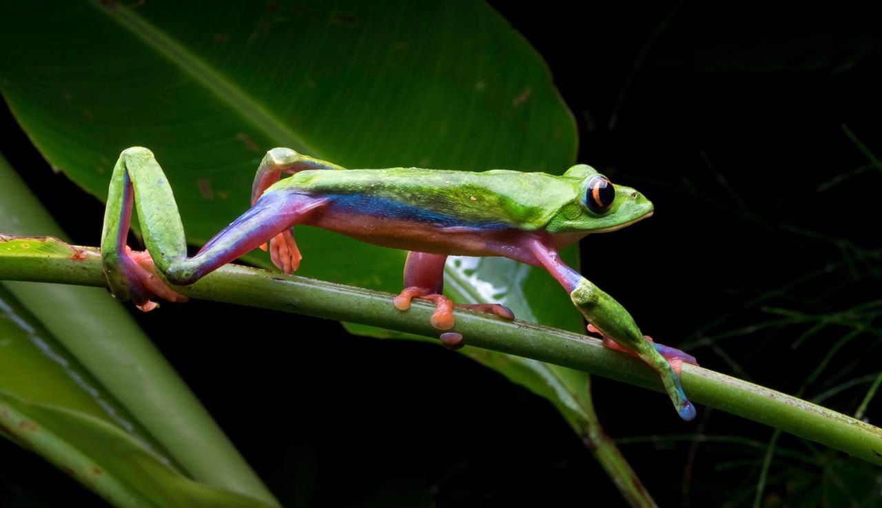 Imagen principal del artículo: Documental tico sobre la rana de ojos dorados es nominado en festival Santiago Wild