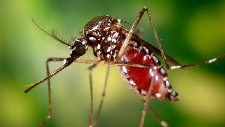 Ministerio de Salud confirma tercer caso positivo de chikungunya en Costa Rica durante 2026