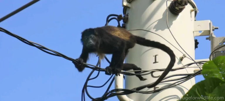 Documental busca alertar sobre la problemática de electrocución de vida silvestre