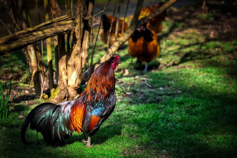 Peleas de gallos y un caso paradigmático ante la CIDH