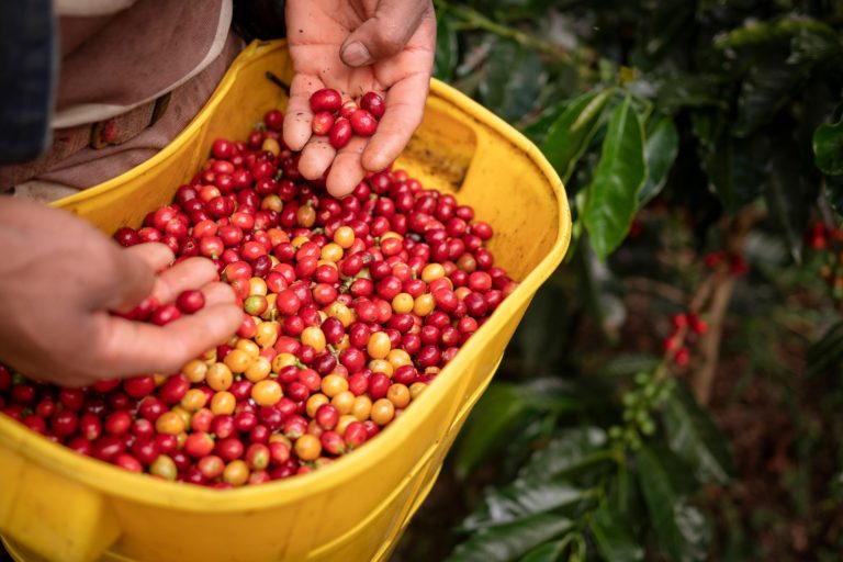 Al ritmo de la cosecha de Café de Costa Rica… la agricultura no es un recuerdo es una realidad