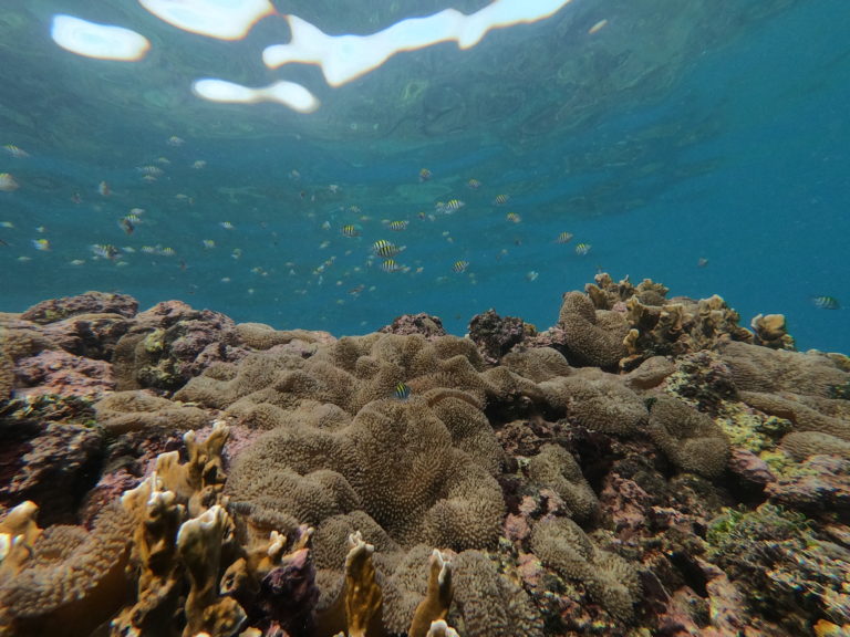 Caribe Sur impulsa taller comunitario para conocer y monitorear arrecifes de coral