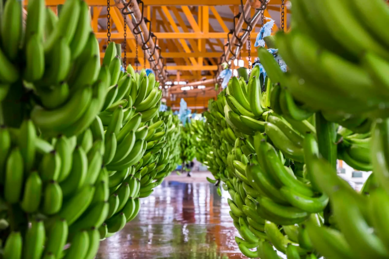 Fresh Del Monte cierra cuatro fincas bananeras en el Caribe