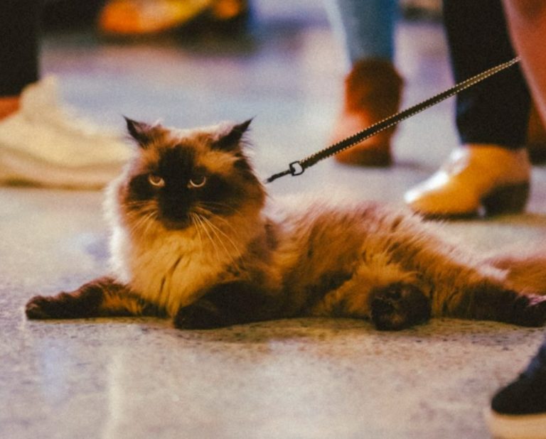 "Expo Mascotería" reunirá adopciones, concursos y campañas de bienestar animal en Heredia
