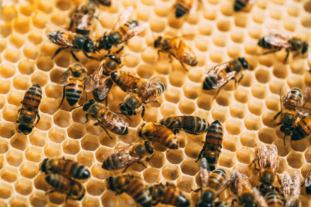 Reserva Conchal impulsa plan piloto para fortalecer poblaciones de abejas ante el cambio climático