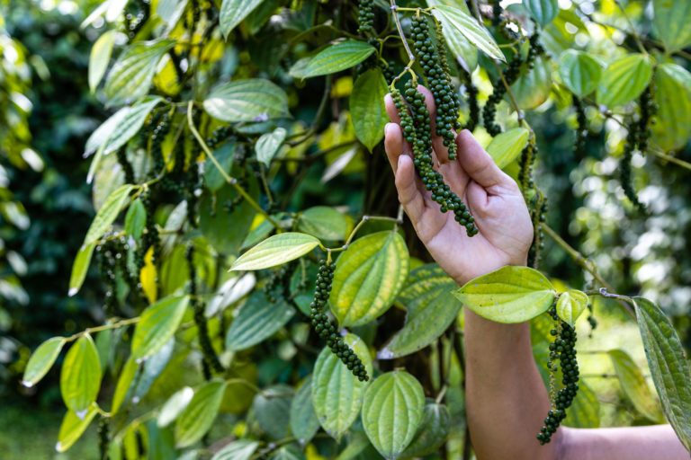 Del campo al plato: por qué la calidad de los alimentos empieza antes de la cocina