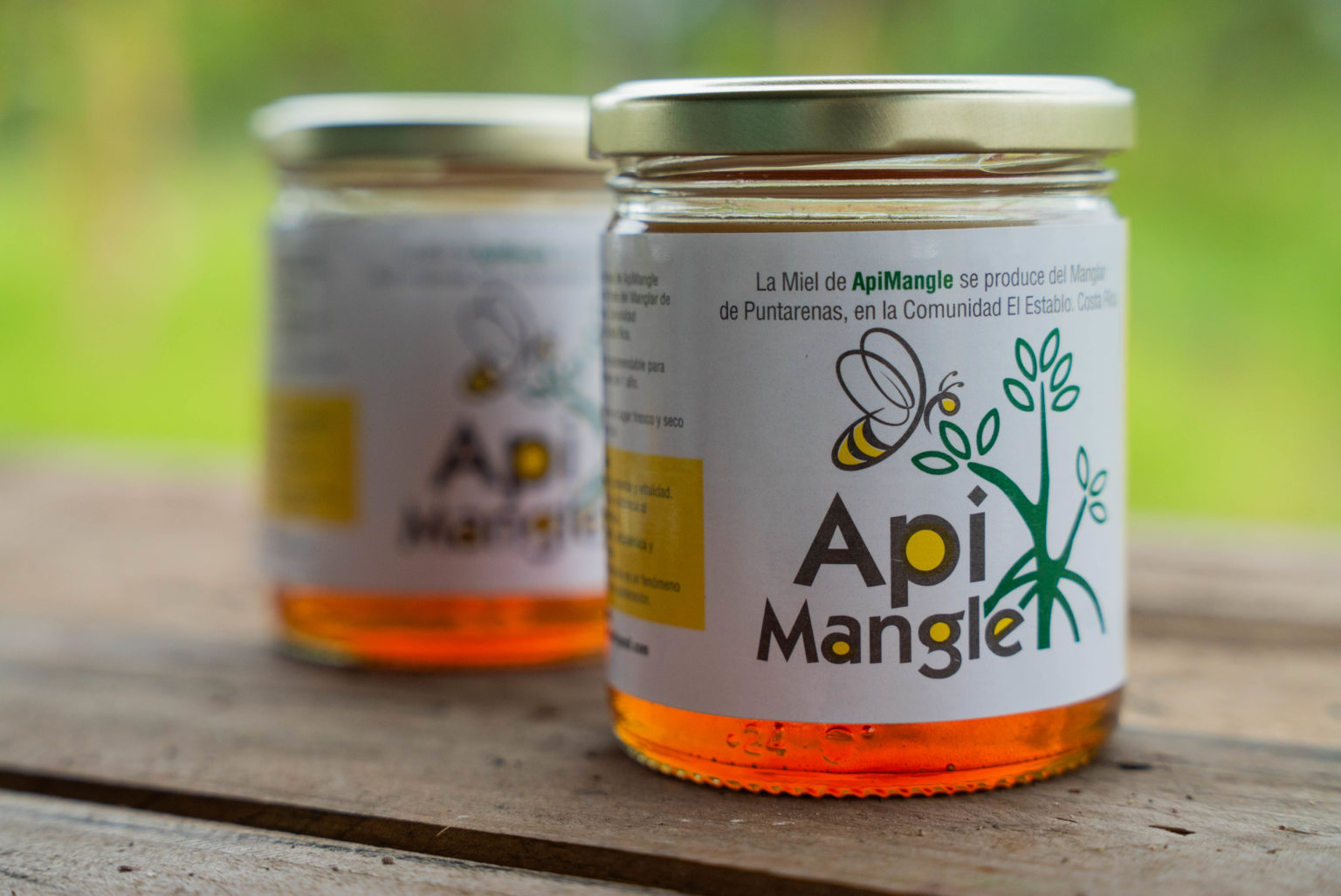 Imagen principal del artículo: Emprendimiento en Puntarenas conecta abejas, conservación de manglares y turismo sostenible