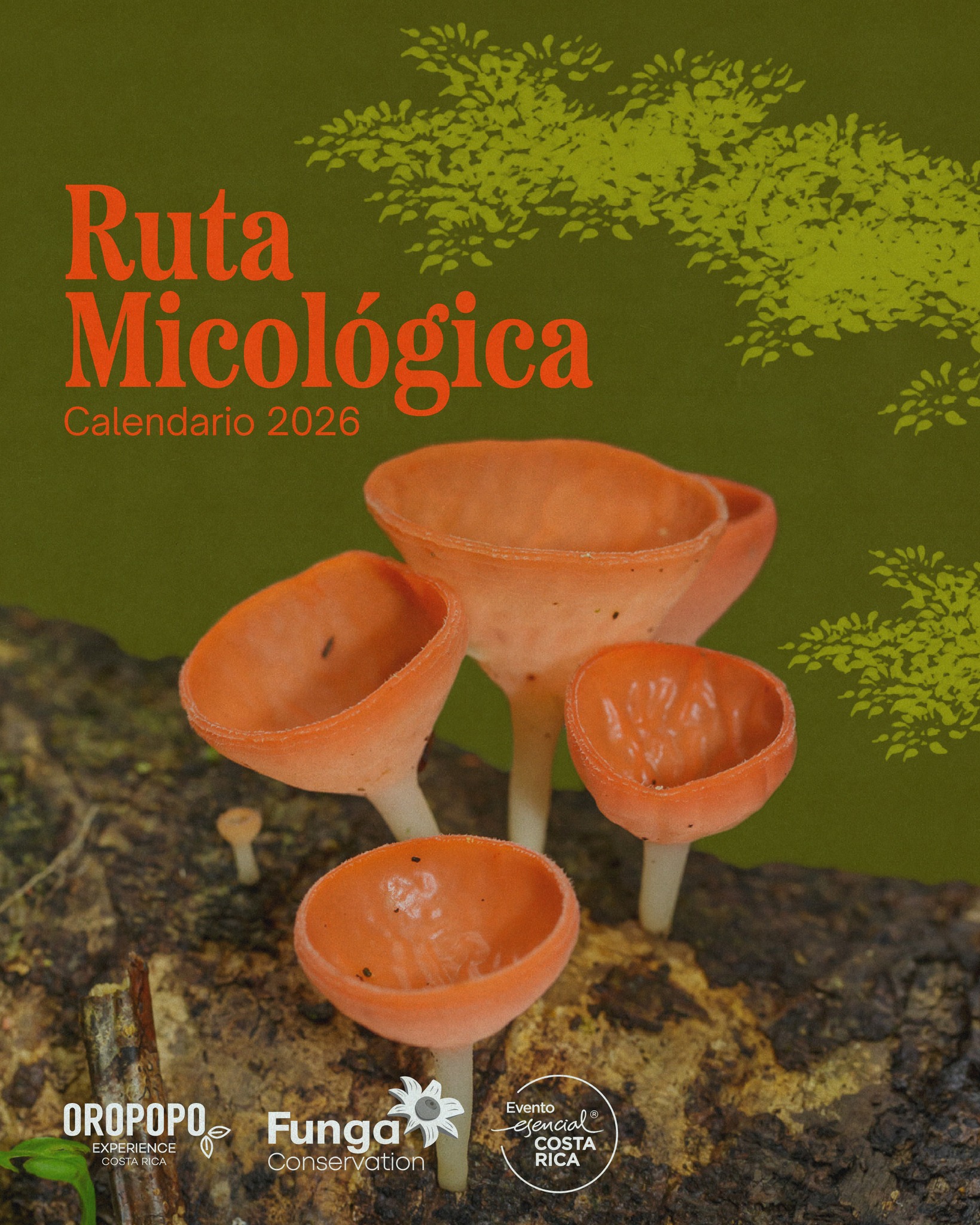 Imagen principal del artículo: Ruta Micológica 2026 recorrerá el país con experiencias de turismo científico y conservación de hongos