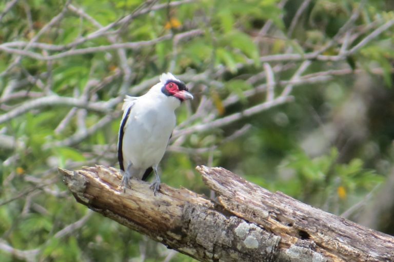 Conteo de aves registró 183 especies en el Corredor Biológico Interurbano Cubujuquí