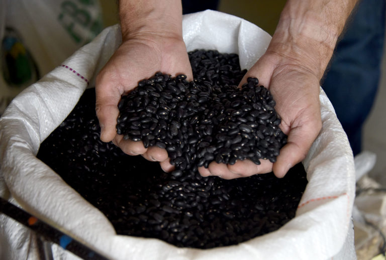 Área sembrada de frijol en Costa Rica cayó casi 50% en siete años