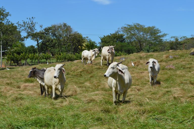 El lado oculto del milagro verde de Costa Rica
