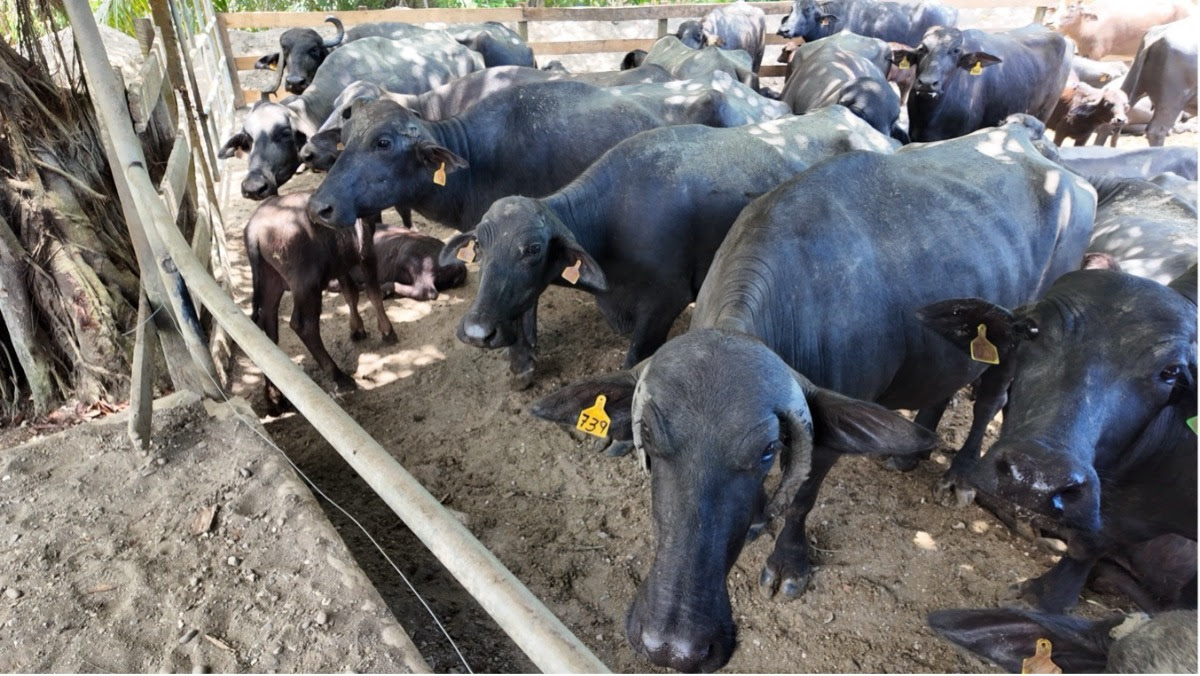 Imagen principal del artículo: Productores de búfalo se unen para garantizar precios justos y fortalecer el mercado nacional con Coopebúfalos