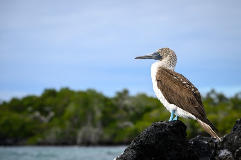 Senasa confirma caso de influenza aviar en ave silvestre de Manuel Antonio