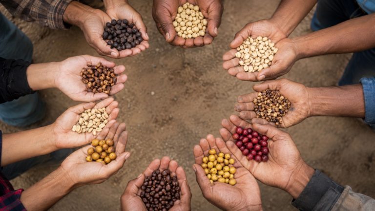 Más de 25 mil productores de café elegirán autoridades del ICAFE este viernes