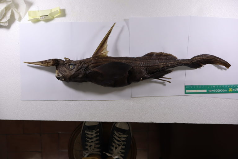 Un tiburón fantasma, niñas sabias y una odontóloga tica rumbo a Australia