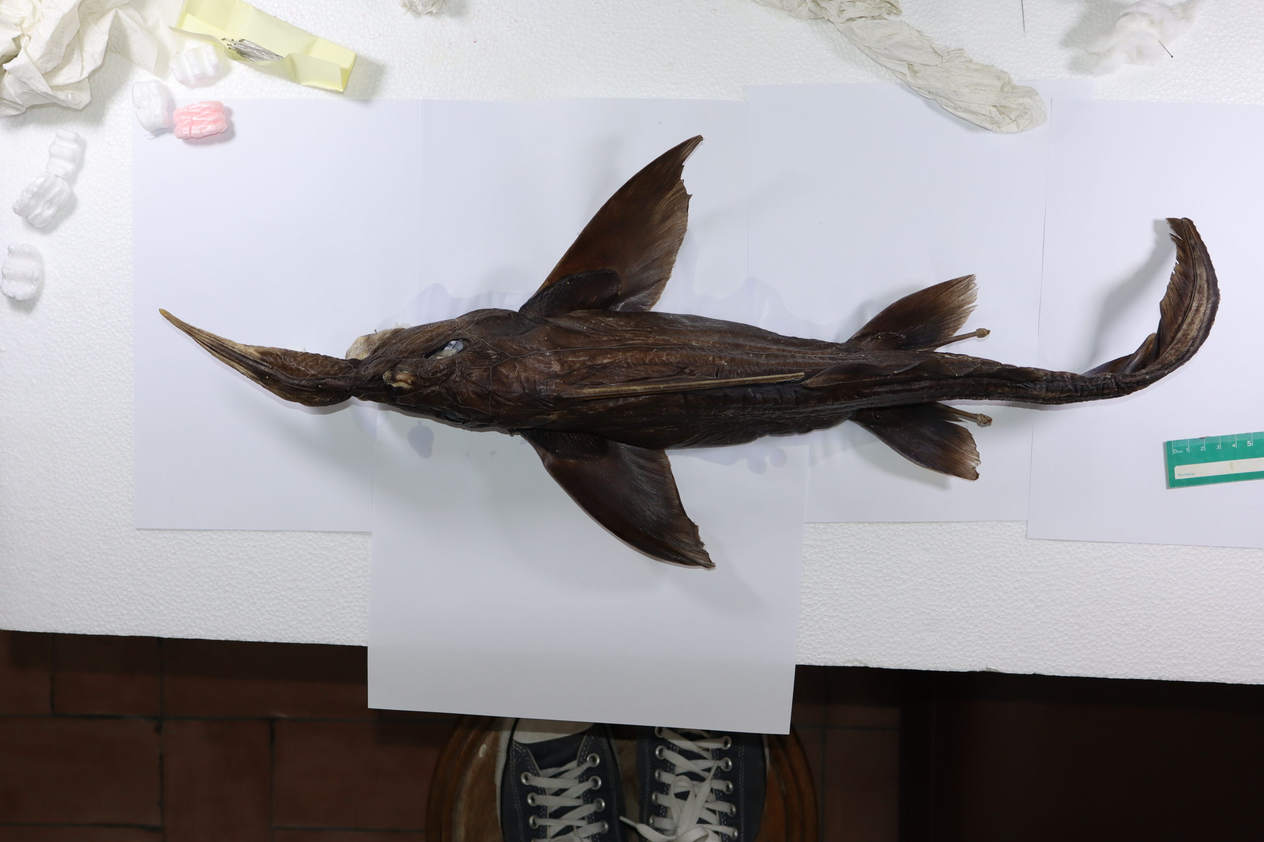 Imagen principal del artículo: Científicos descubren una nueva especie de “tiburón fantasma” en aguas profundas de Costa Rica