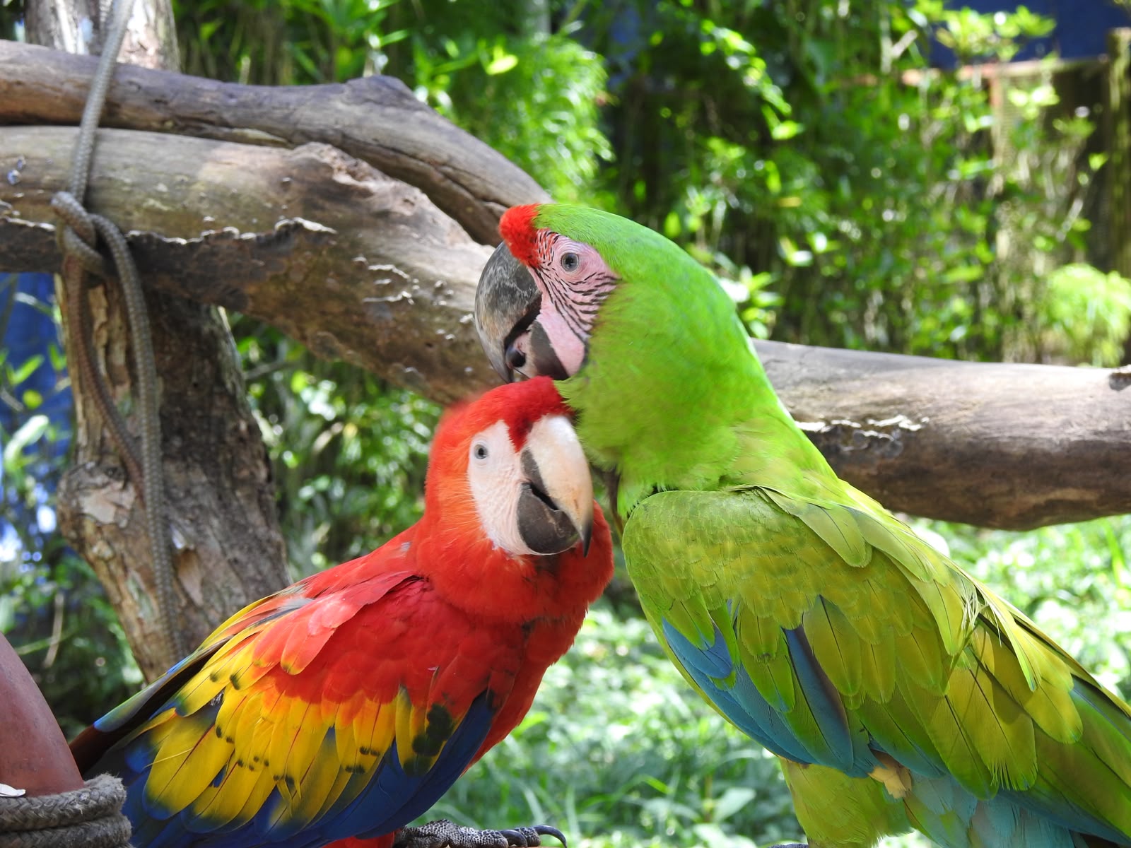 Imagen principal del artículo: Colegio de Biólogos pide al MINAE reforzar controles en reforma sobre tenencia de fauna silvestre