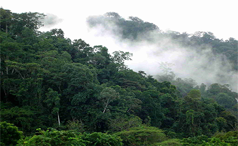 Imagen principal del artículo: Costa Rica recibirá $11 millones por reducción de emisiones forestales