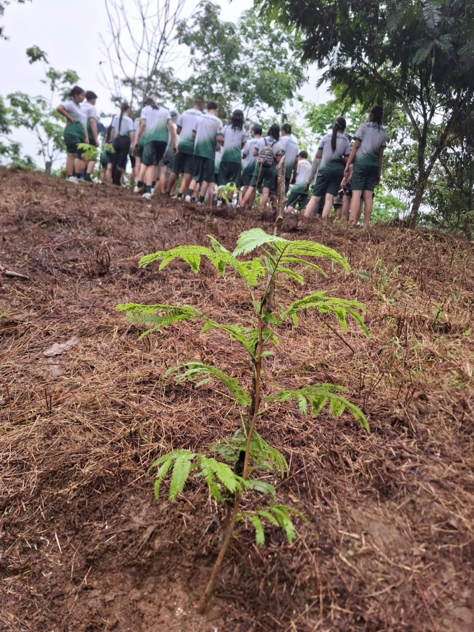 Imagen principal del artículo: Cuarta edición de Siembratón busca sembrar 2 millones de árboles en todo Costa Rica