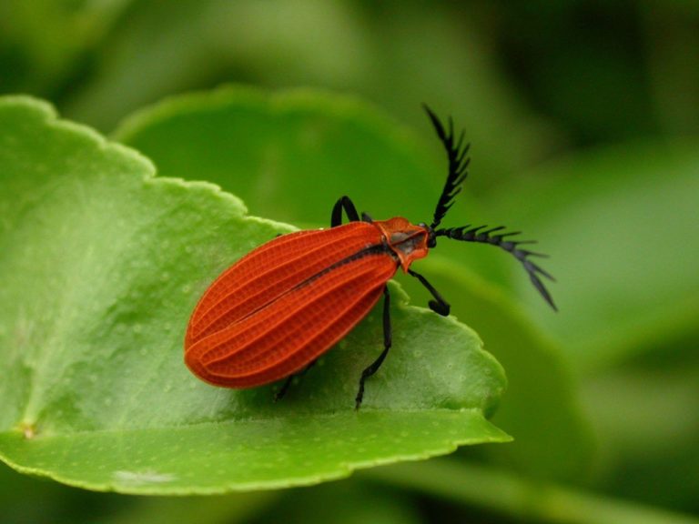 Estudio basado en inventario de Guanacaste estima al menos 14 millones de especies de insectos en la Tierra