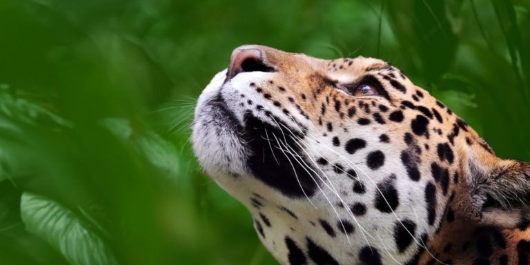 Apreflofas lanza "Seres Endémicos": un podcast para conversar sobre ambiente y conservación