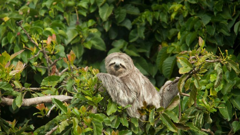 Conflictos entre humanos y vida silvestre en Costa Rica