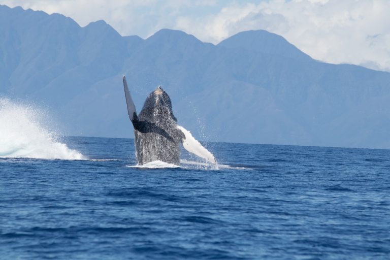 Retos y oportunidades de las áreas marinas protegidas: a propósito del Dia Mundial de los Océanos