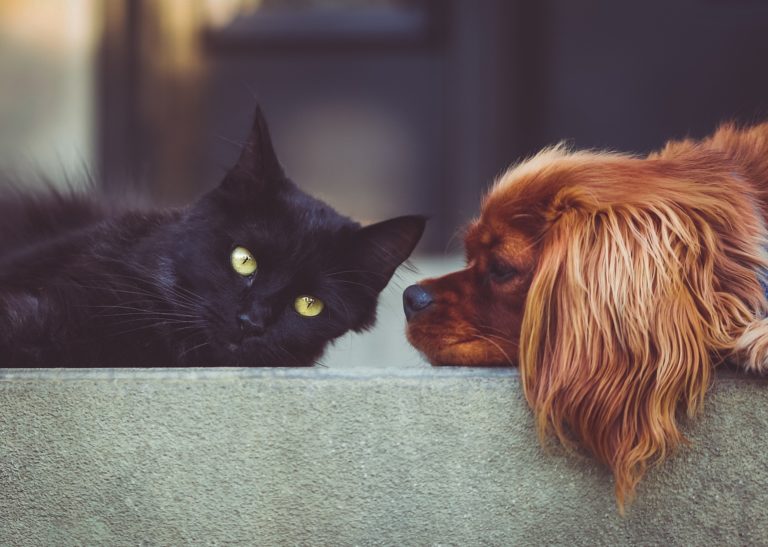 Ya entraron a regir las nuevas disposiciones para crianza y comercialización de perros y gatos