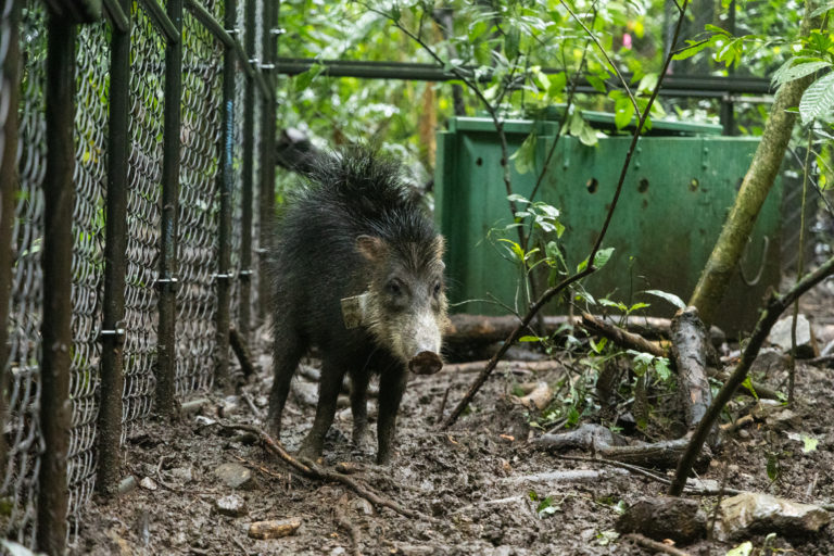 Proyecto reintroduce al chancho de monte en el Parque Nacional Piedras Blancas tras más de 15 años de ausencia