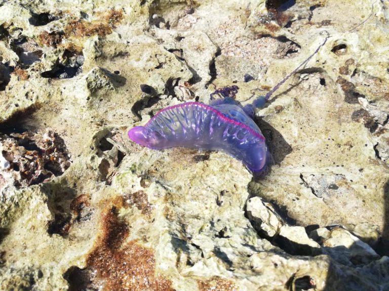 Minae pide evitar el ingreso al mar en Cahuita por presencia de fragata portuguesa