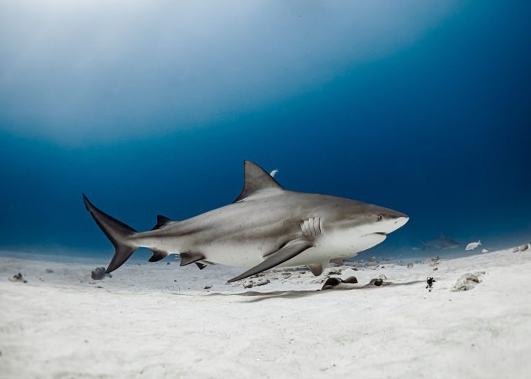 Playas del Coco celebrará el Festival del Tiburón Toro con actividades científicas, culturales y turísticas
